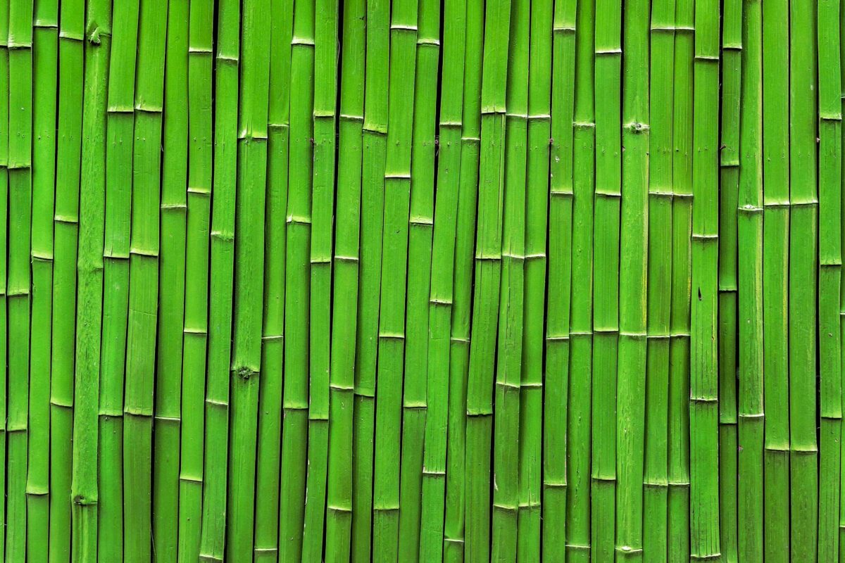 Bamboo