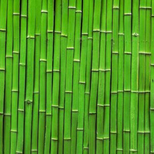 Bamboo